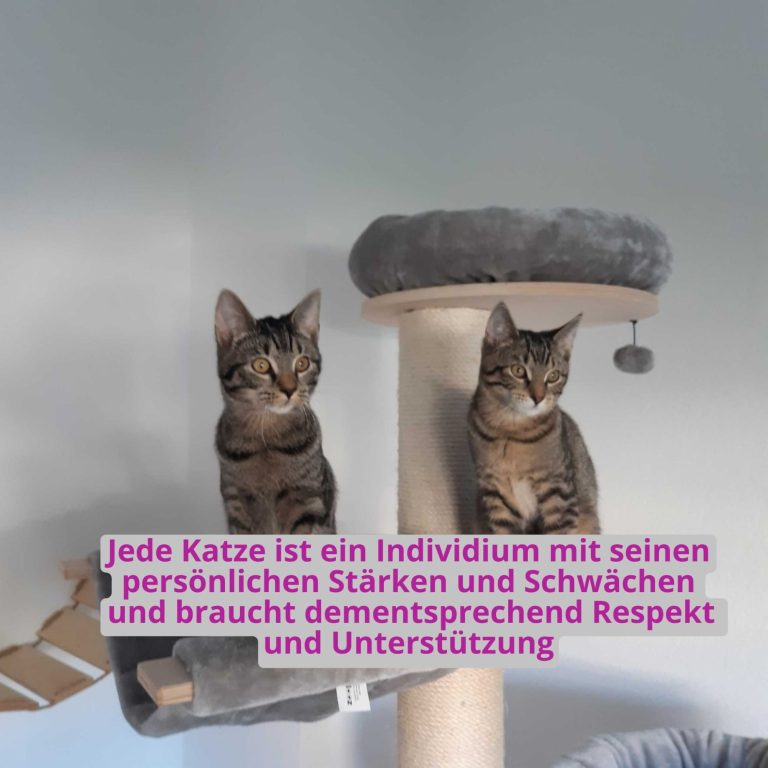 Zwei gestreifte Katzen sitzen auf einem Kratzbaum